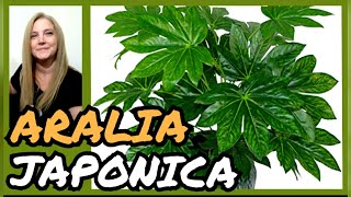 ARALIA JAPÓNICA ► Cuidados de la Fatsia japónica o ARALIAVeronicaCampaniniPlantas [upl. by Pilihp103]