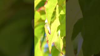 Camouflage and Mimicry The Butterfly That Looks Like a New Leaf [upl. by Darnoc69]