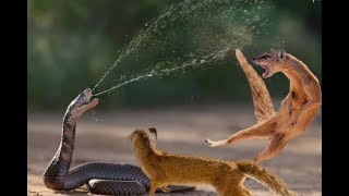 Ultimate Wildlife Showdown Mongoose vs Cobra in Brutal Fight [upl. by Reddin]