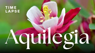 Timelapse Watch Aquilegia Columbine Flowers Bloom [upl. by Zerla]