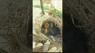 68BabybirdsBabyhungryfoodmother birdsBirdscute birds birds birdslover monkeyangkor [upl. by Feucht]