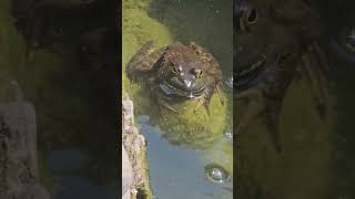 American Bullfrog Sound [upl. by Wyne]