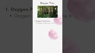 Banyan Tree Benefits [upl. by Fachan]