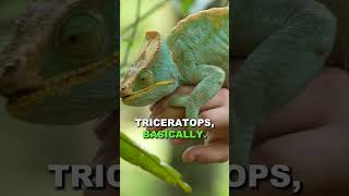 Should You Get A Brookesia Chameleon Tiny Reptiles You Can Keep [upl. by Tiebold]