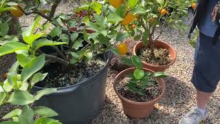 Growing lemons in your garden Gardening tips for growing lemon and tomatoes [upl. by Ojeillib]