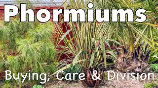 How to Grow and Divide Phormiums plus Buying Tips [upl. by Alejandro]