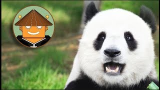 QUÉ PASA CON LOS PANDAS I Mini documental [upl. by Mrots]