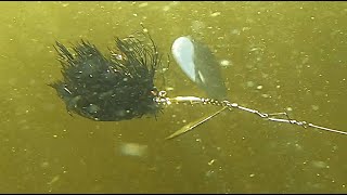 Thick Ontario Muskies on Blades and Big Rubber Sunset Country Musky Fishing Part III [upl. by Ocirnor]