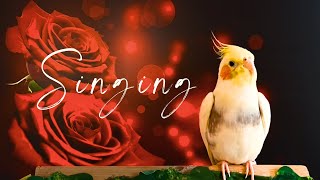 Best way to cockatiel singing training [upl. by Espy19]