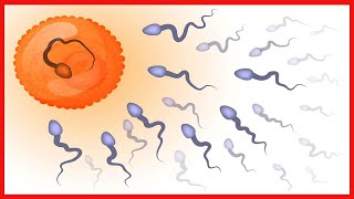 Cómo interpretar los resultados de un espermograma [upl. by Caressa]
