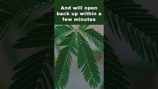 Sensitive Plant  Watch How Fast it Closes When Touched [upl. by Varuag]