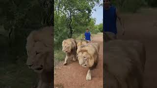 The Lion man shortsyoutube [upl. by Kara]