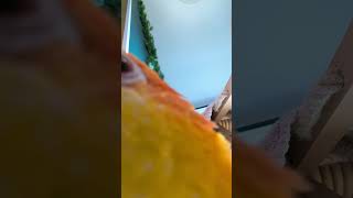 Parrot selfie time 😂😂😂 caique caiques parrot bestparrott funnyparrots bestbirds funnybirds [upl. by Roth223]