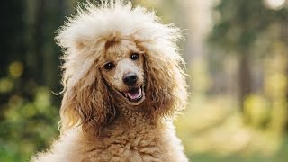 POODLE BARKING  POODLE HOWLING AND BARKING COMPILATION 2016 [upl. by Norm572]