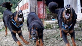 Aggressive Tibetan Mastiff Dogs Barking Sound  Angry Dogs Sound  BhoteKukur [upl. by Deland]