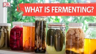 What is Fermenting [upl. by Adena]