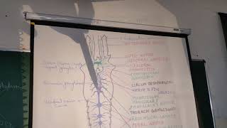 Nervous system of Palaemon [upl. by Ennalorac913]