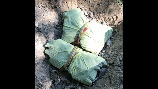 Campfire Baked Burdock Leaf Wrapped Fish [upl. by Marih379]