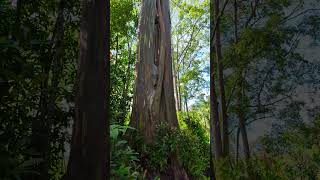 Rainbow Eucalyptus Tree Road to Hana roadtohana [upl. by Merrow597]