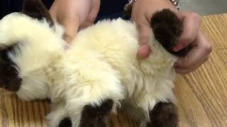 Restraint Of Cat For Femoral Venipucture [upl. by Corso314]