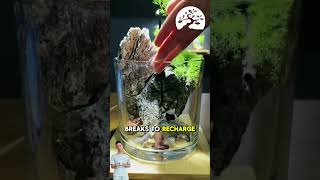 Master the Art of Miniature Terrariums in DIY Ecosystem Projects [upl. by Yuhas]