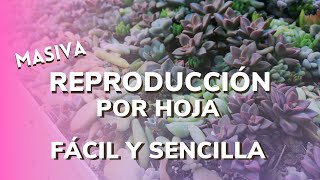 🌱 Reproducción de Suculentas por hoja  Fácil y Sencilla 🌱 [upl. by Lainahtan]