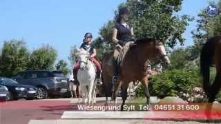 Reitstall Wiesengrund Sylt [upl. by Thackeray]