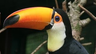 VOGEL DES MONATS MAI  Riesentukan  Toco Toucan  WeltVogelpark Walsrode [upl. by Jolynn]