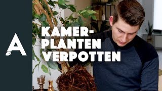 Kamerplanten verpotten zo geef je planten extra groeikracht I Een groener thuis 08 I Angelo Dorny [upl. by Ahtaga]