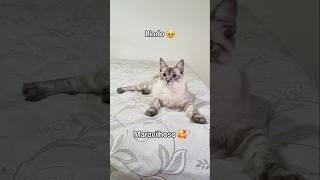 COMO TIRAR FOTO DE GATO 🐱 [upl. by Keener]