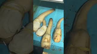 Geoduck geoduck [upl. by Kapeed]