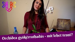 Orchidea gyökérrothadás  A gyökérrothadás jelei és mit kell tenni ha már megvan a baj [upl. by Rudd]