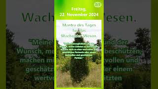 20241122 Seelenbotschaf  Tagesmantra  Wacholder treefluencer körperseelegeist merikinbynature [upl. by Elletnuahc]