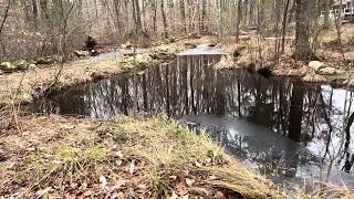 Mink and Muskrat action in Easton MA pond [upl. by Iphigeniah879]