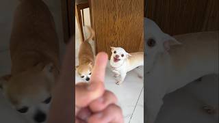 The Finger Test with Dogs feat 🐶 😈🙌🏻 angry chihuahua vs bulldog [upl. by Aisatal]