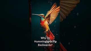 Why Do Hummingbirds Fly Backwards Fascinating Facts You Need to Know [upl. by Euqinna]