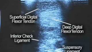 Equine Ultrasound [upl. by Alael604]