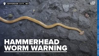 Missouri Department of Conservation raises alarm over harmful hammerhead worms [upl. by Vincent]