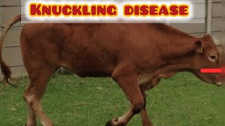 Fetlock knuckle  knuckling disease  hoof problems in cows [upl. by Jewelle]