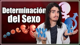 ¿POR QUÉ somos DIFERENTES La sorprendente ciencia detrás de la DETERMINACIÓN SEXUAL 😦 [upl. by Berne]