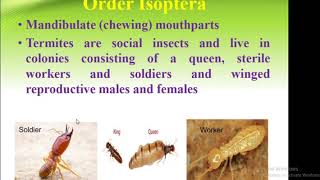 Classification Of Insect Order Isoptera  Forest Education [upl. by Vedetta]