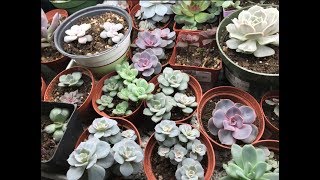 How to Propagate Succulents like a Pro  Angels Grove [upl. by Lear]