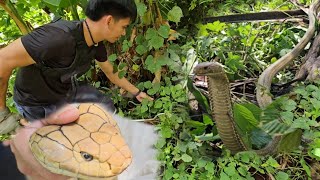 DALAWANG KING COBRA UMATAKI MY NATUKLAW NA [upl. by Canada]