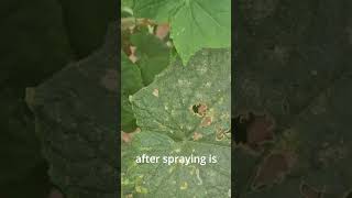 How to Use Hydrogen Peroxide in the Garden gardeningvideos gardensolutions [upl. by Airetahs]