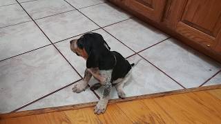 Precious baby BLUETICK COONHOUND PUPPY DOG at 4 weeks [upl. by Daraj]