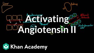 Activating angiotensin 2  Renal system physiology  NCLEXRN  Khan Academy [upl. by Deenya]