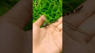 Find Dragonflies Butterflies Insects findanimals short [upl. by Golda733]