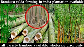 Bambusa tulda plant available all Varieties Bamboo available order now ☎️9678993163 Bambusatulda [upl. by Stortz]