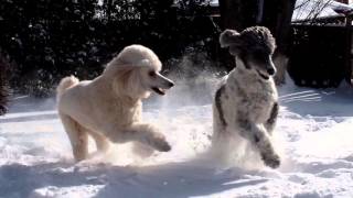 Standard Poodles Playing in The Snow  Snow Day [upl. by Fesuoy]