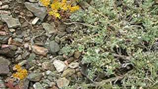 Parnassius smintheus female lays an egg on a ROCK [upl. by Areval]